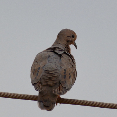 Spot-Winged Pigeon